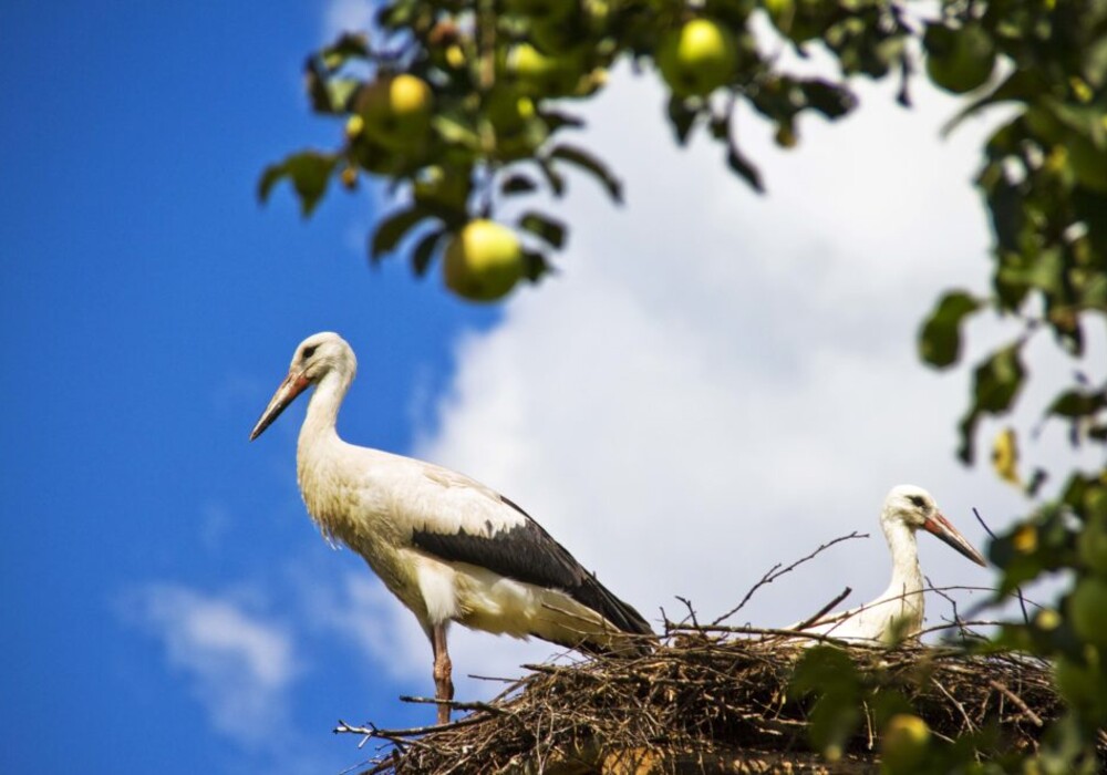 Stork’s Nest, Masuria